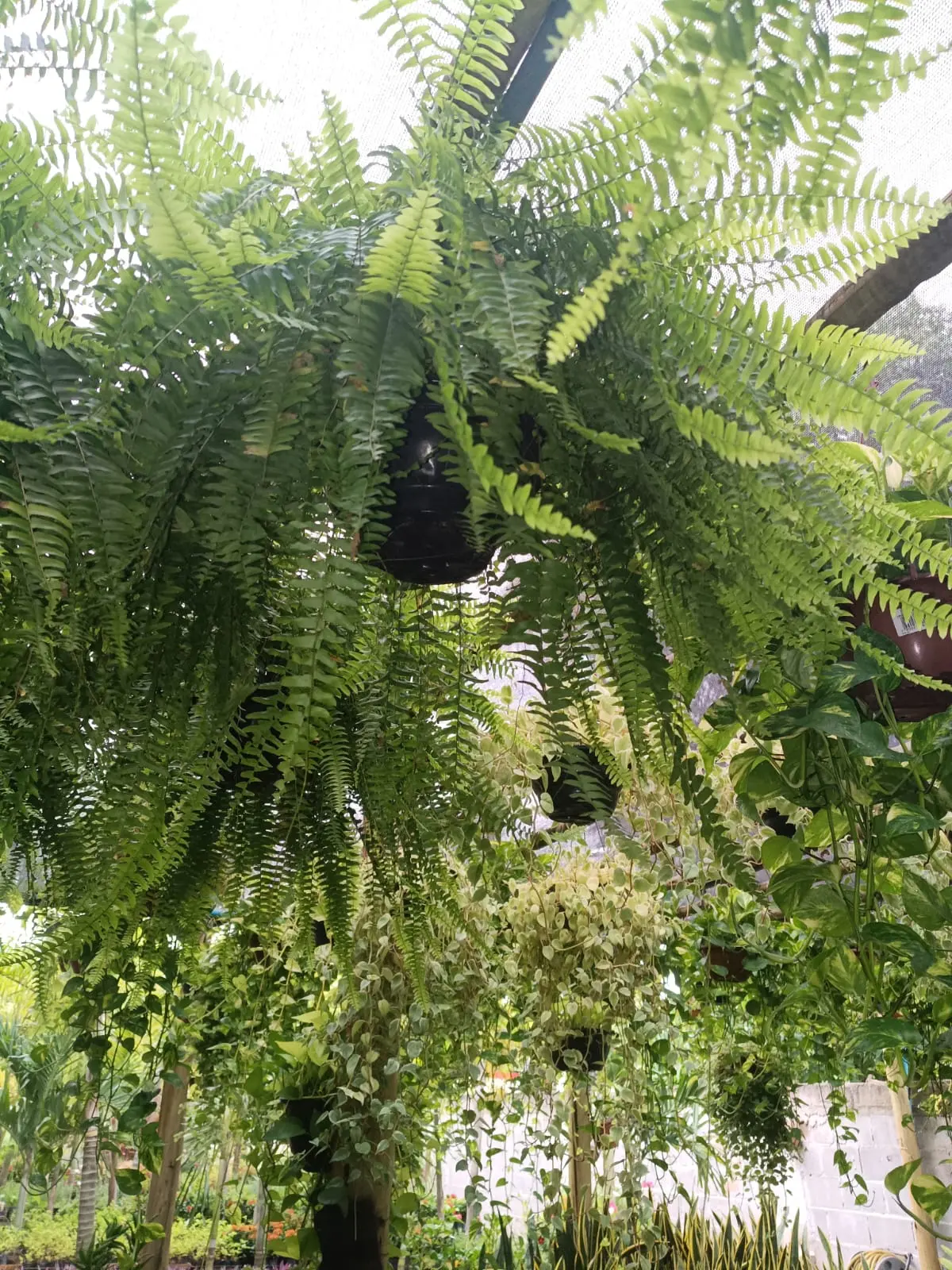 Plantas & folhagens na Arte Verde